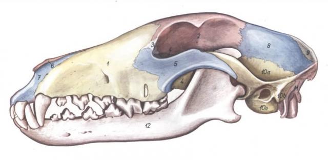 狗的头骨结构图片