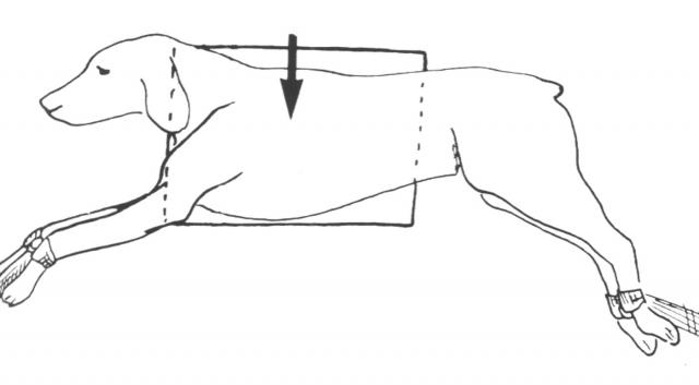 胸部投照-侧位投照摆位示意图