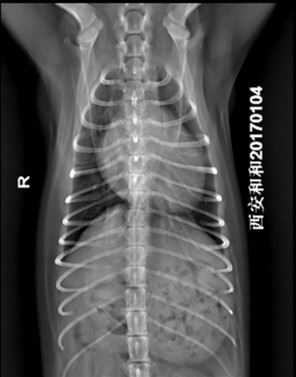 犬胸腔腹背位片示例