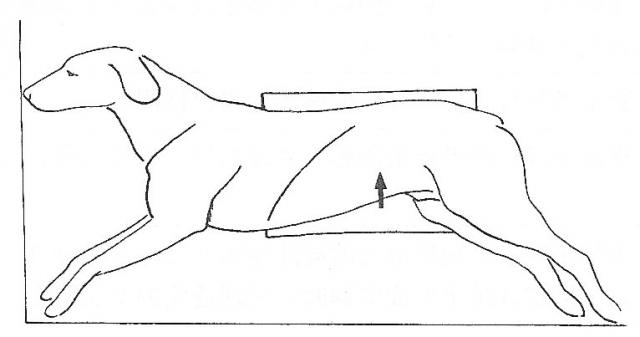 腹部侧位X线投照示意图
