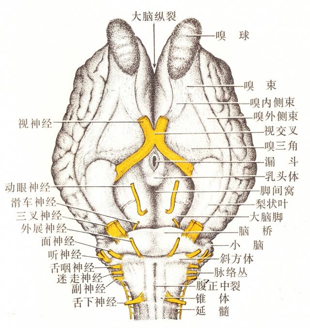 马脑（底面，示脑神经根）