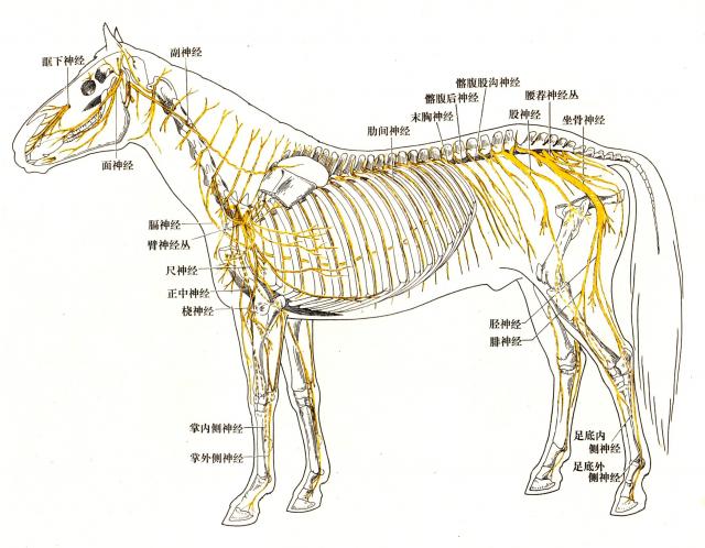 马脑神经和脊神经系统