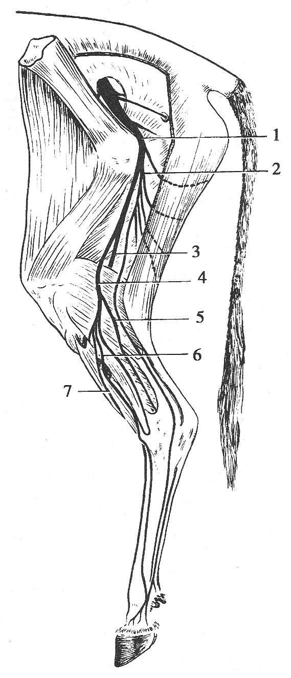 牛的后肢神经（外侧面切去股二头肌）