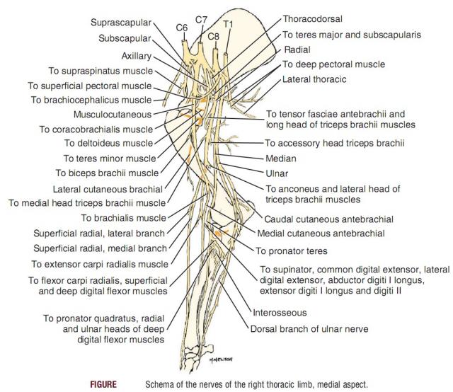 犬臂神经丛与前肢神经