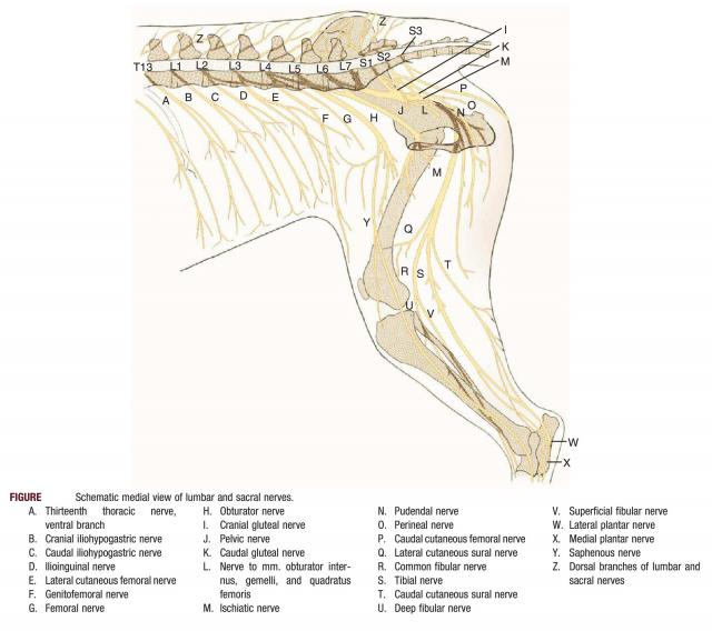 犬腰荐神经丛及后肢神经