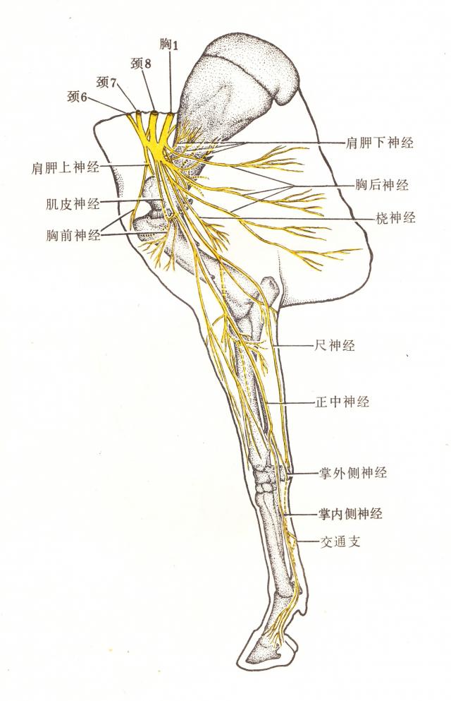 马右前肢内侧神经半模式图
