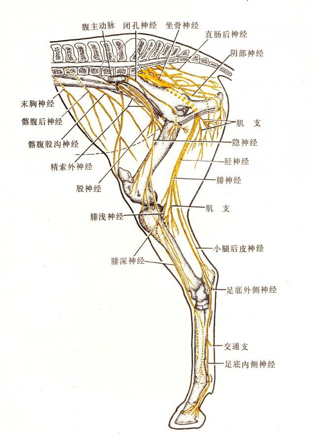 马右后肢内侧神经半模式图