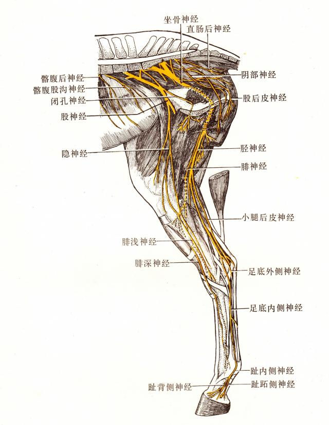 马右后肢内侧神经