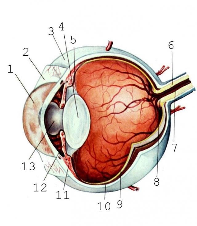 眼球结构模式图