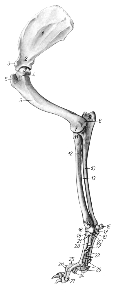 犬前肢骨解剖构造（内面观）