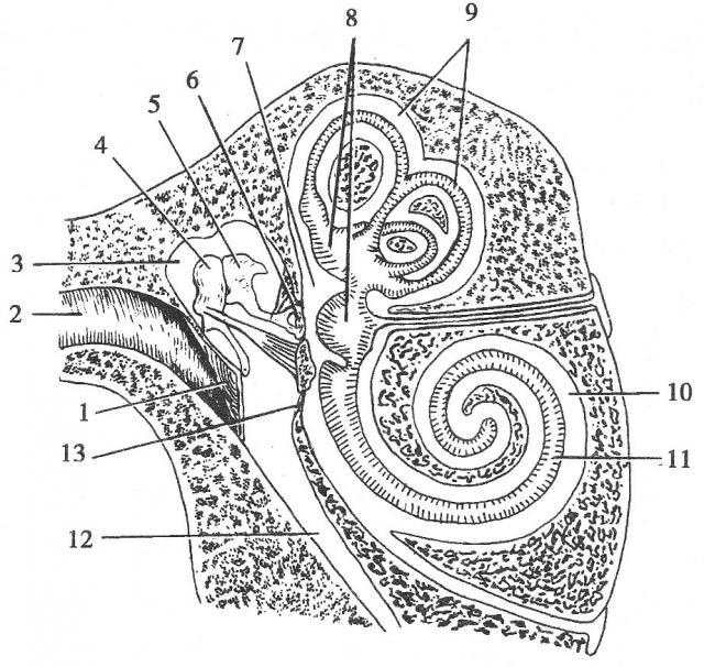 耳的构造模式图