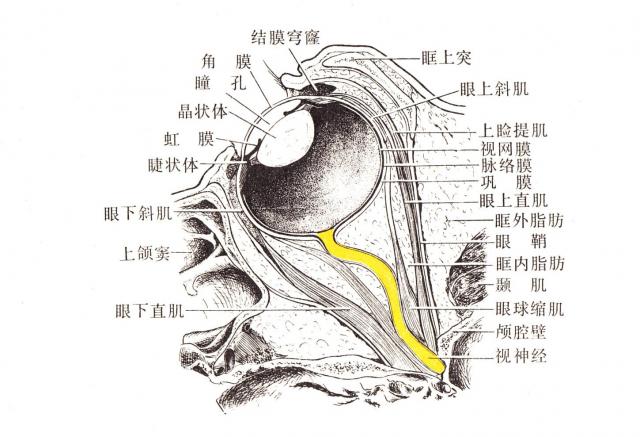 马左眼纵切