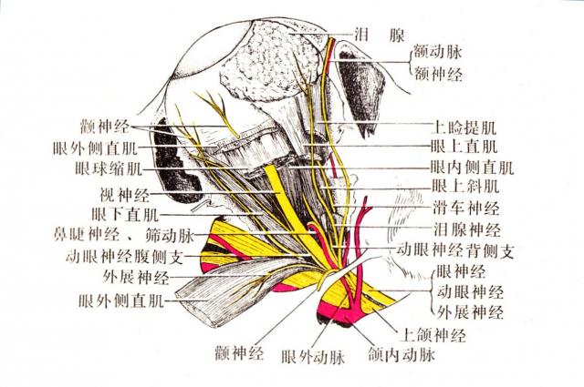 马左眼血管和神经