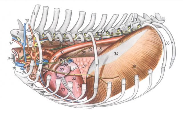 犬胸的解剖器官位置左侧观（移去肌肉）