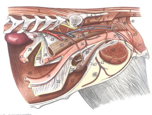 犬生殖器官位置左边观（左盆支和左半骨盆移去）