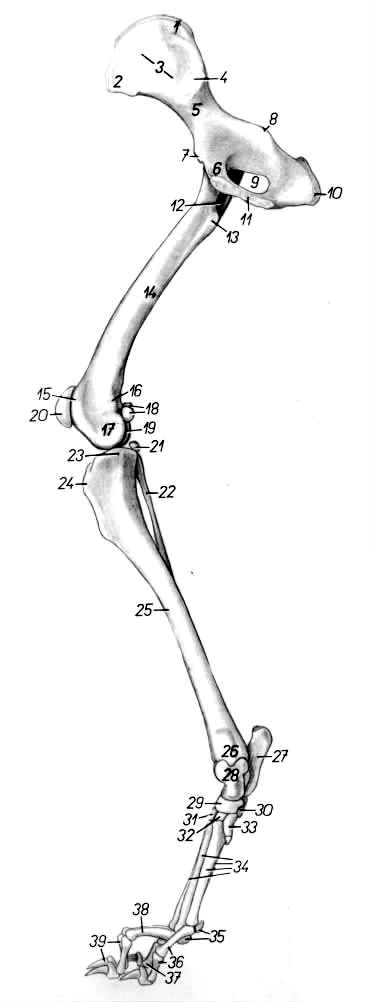 狗的后腿骨骼示意图图片