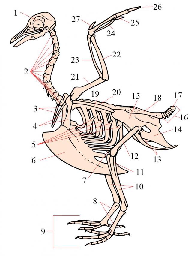 典型的鸽子骨骼