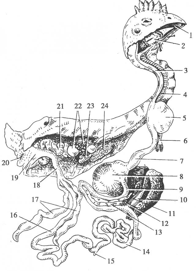 鸡的消化器官图片