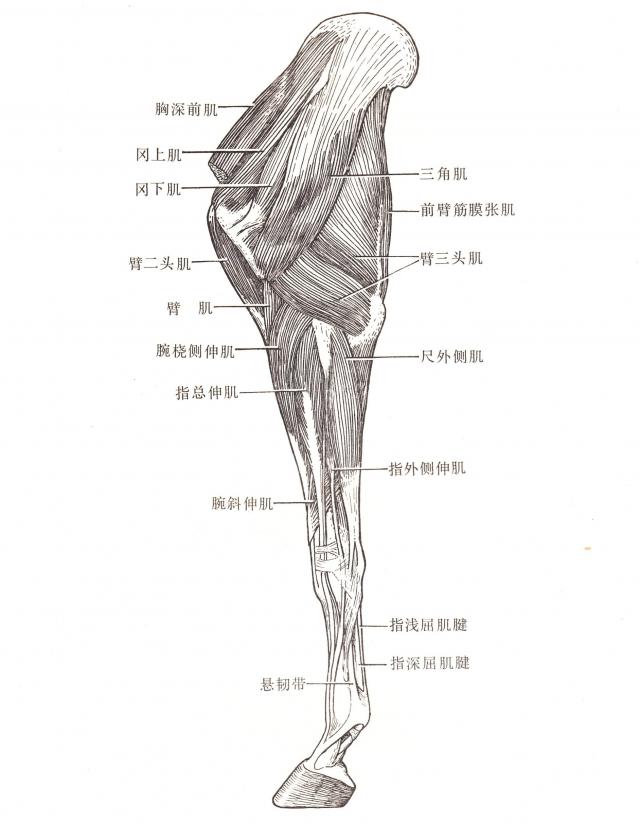 马左前肢外侧肌