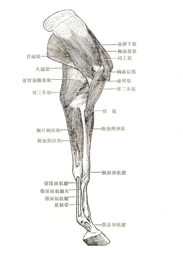 马左前肢内侧肌