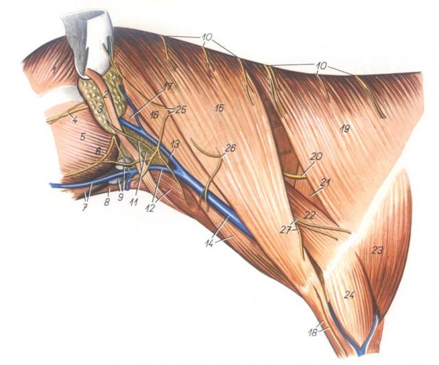 犬颈的解剖　移去皮肌以后的浅肌　左侧观