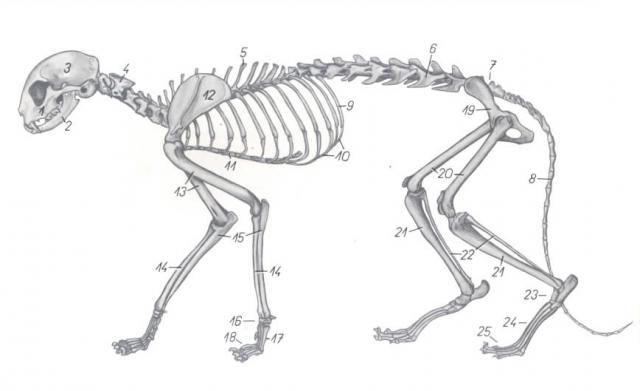  猫全身骨骼