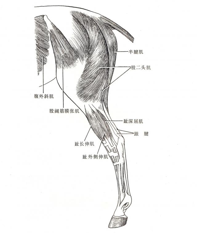马左后肢浅层肌（外侧）