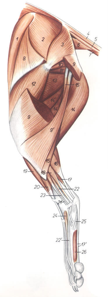 犬骨盆部和后肢肌（外侧观）