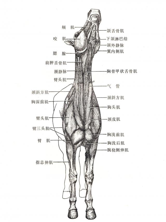 马头颈腹侧肌