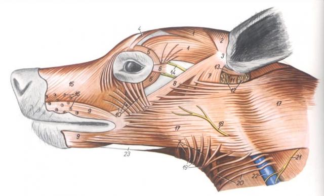 犬头部解剖：浅层与皮肌（左侧观）