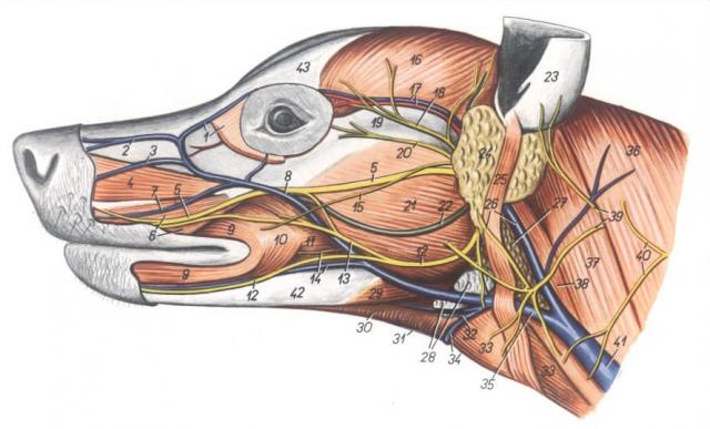 犬头部解剖第二层：皮肌和筋膜静脉（左侧观）