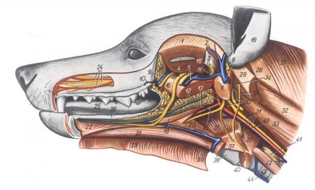 犬头部解剖深层：左半下颌骨被除去（左侧观）