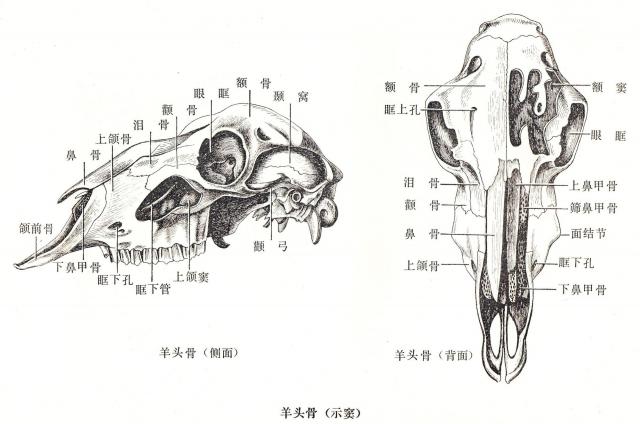 羊头骨钢笔画图片