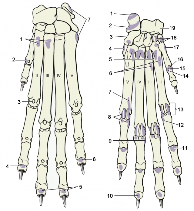 犬前脚骨解剖构造（示肌肉附着点）