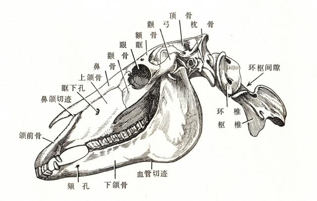 马头骨和第1、2颈椎（侧面）