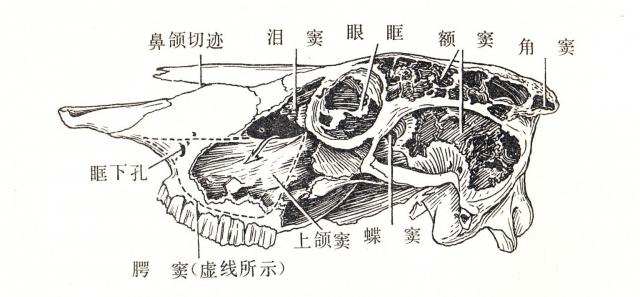 牛头骨侧面（示窦）