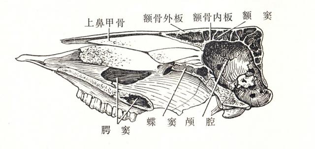 牛头骨正中切面（示窦）