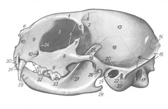 猫的头骨（左侧）