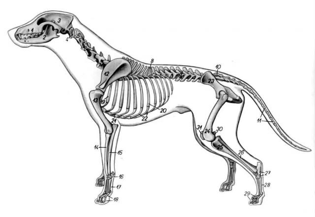 犬全身骨骼