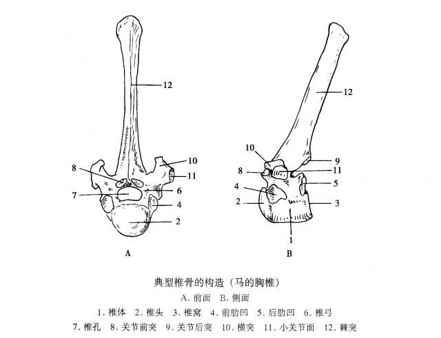 典型椎骨的构造（马的胸椎）
