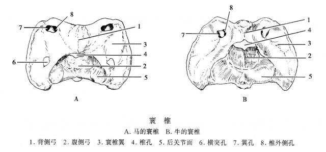 牛的骨骼详解图解剖图图片