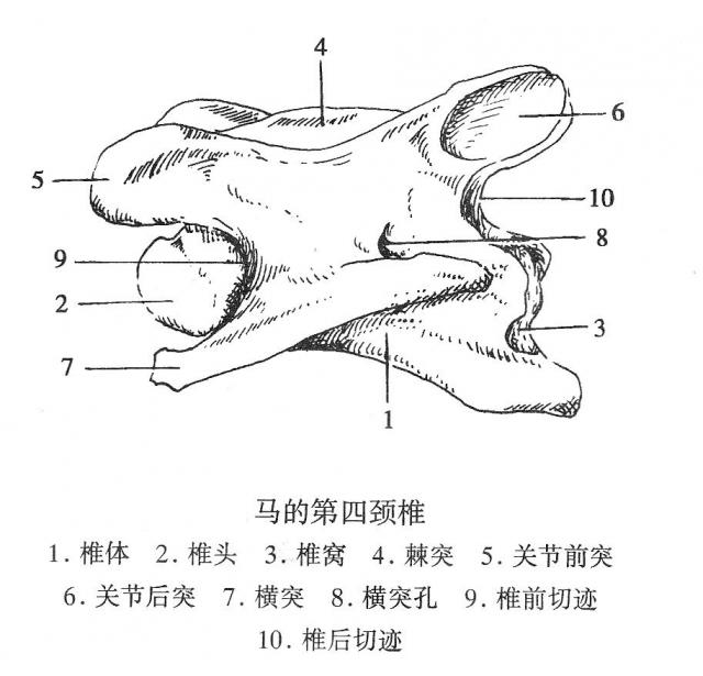 马的第4颈椎