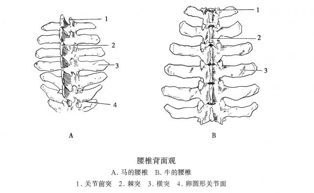 牛第七颈椎图片