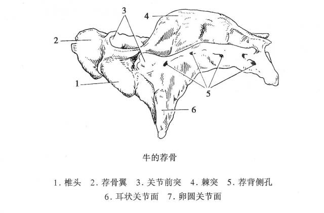 牛的骨骼详解图解剖图图片