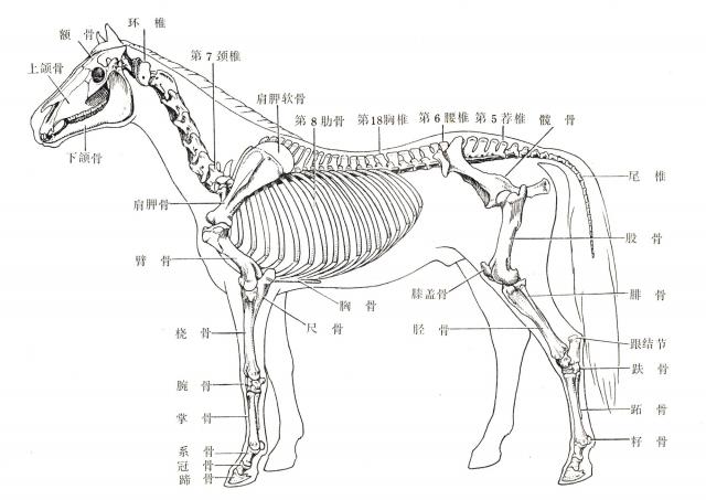 马全身骨骼