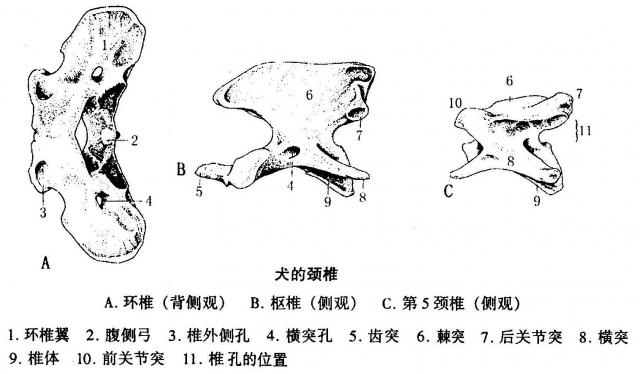 狗狗背部脊椎骨图解图片