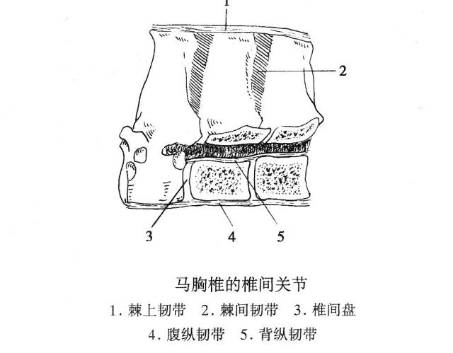 马胸椎的椎间关节