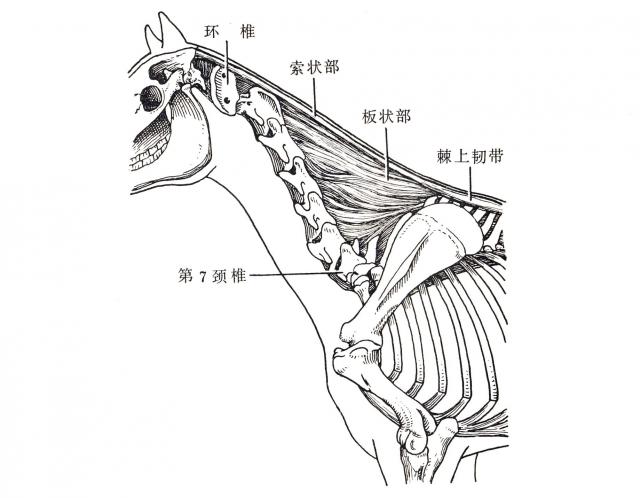 马的项韧带