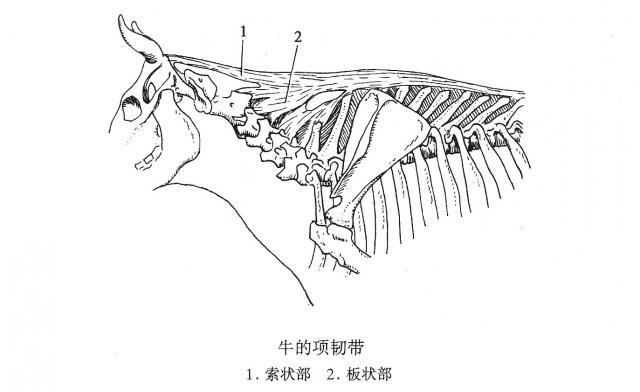 牛骨骼及棘上韧带图片