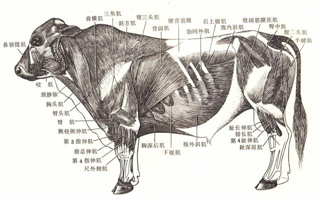 牛骨骼及棘上韧带图片
